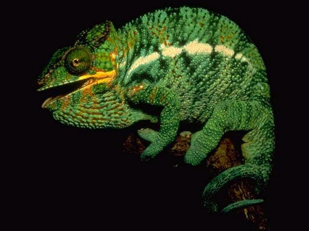 Chameleon