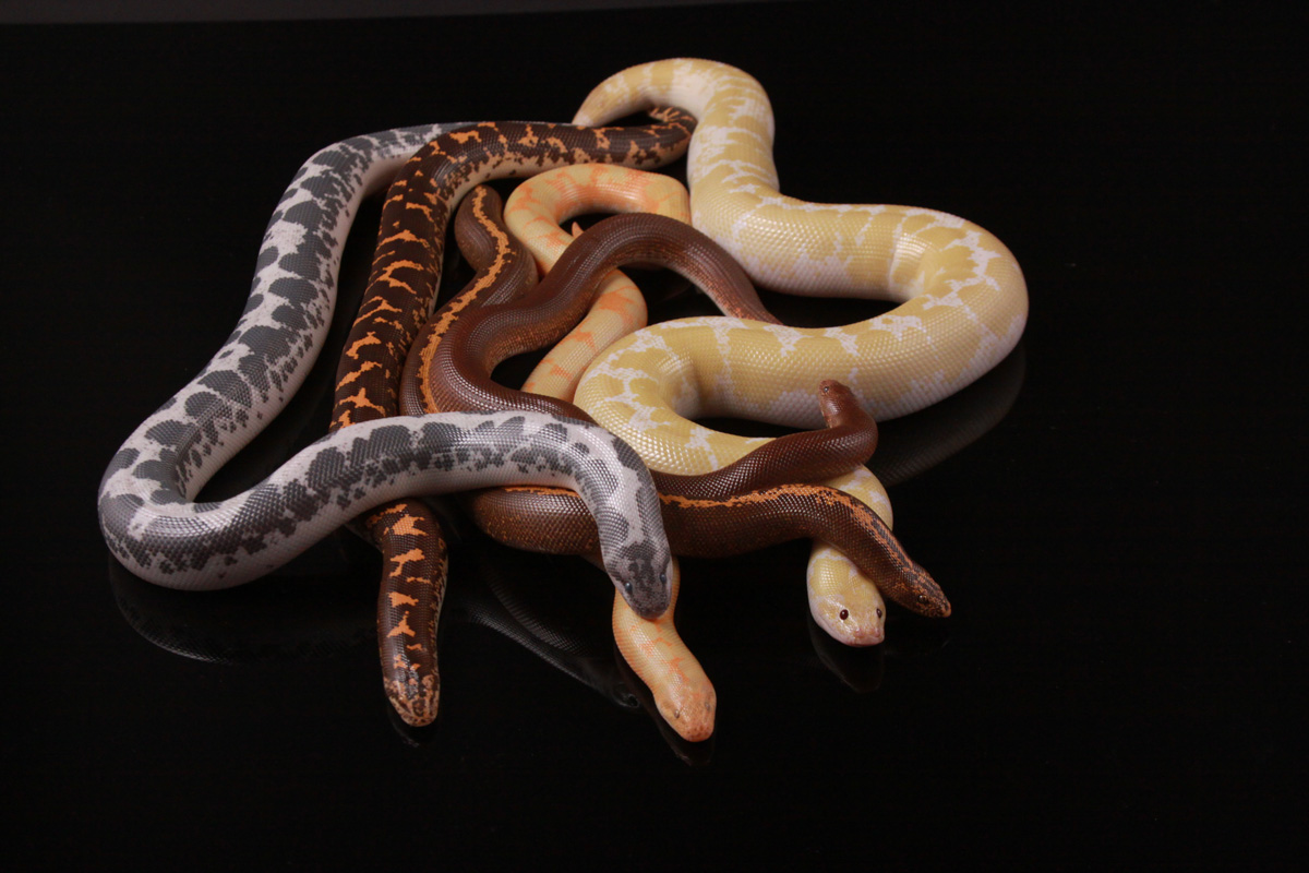 Sand Boas