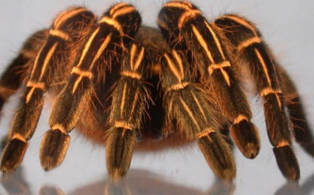 Tarantula