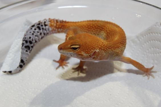 Leo Gecko