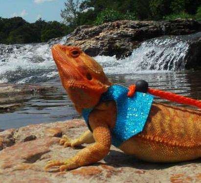 Bearded Dragon