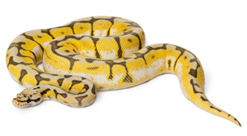 Ball Python